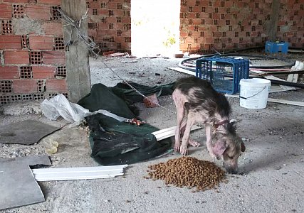 Andreas wurde ohne Wasser und Futter in einem verlassenen Haus angebunden. Hätten wir ihn nicht gefunden, wäre er qualvoll krepiert!