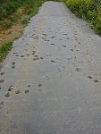 De "MELIOS Walk of Fame" lijkt een instructie voor een dans! :-) Een dans van vreugde!