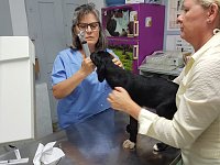 Tierärztin Dr. Margarita Dana aus Sparti steht dem Tierheim MELIOS stets zur Seite!