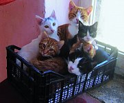 Das Tierheim MELIOS kümmert sich auch um Katzen.