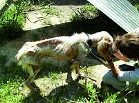 Hunde in solchen Zuständen auf der Straße zu finden bricht uns das Herz.
