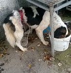Dieser tapfere Hund war in einer Schlingenfalle gefangen! Was für Schande für die Jäger! Zum Glück hatten wir ihn gefunden!