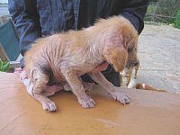 MELIOS kümmert sich sehr häufig um Welpen die tierärztlich versorgt und aufgepäppelt werden! So wie dieses Häufchen Elend!