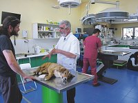 Dr.  Koumarelas aus Tripoli ist einer von den Tierärzten, die sich um unsere Tiere von MELIOS kümmern.