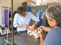 Tierärzte aus Belgien helfen uns die Tiere zu sterilisieren.
