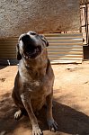 Goliath – the large gentle one