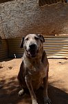 Goliath – the large gentle one