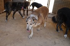 Goliath – the large gentle one