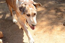Goliath – the large gentle one
