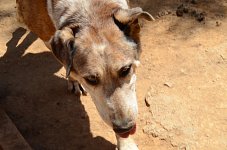 Goliath – the large gentle one