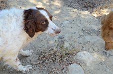 Bonjo Melios oben