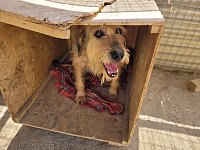 Grifi Cage B8