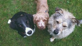 Nico (der Hund mit den drei Beinen) und Ferry von MELIOS sowie Toby mein damaliger Hund aus Rumänien.