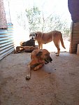 Kanellos Cage 7 (copy)