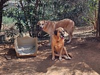 Kanellos Cage 7 (copy)