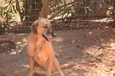 Kanellos Cage 7 (copy)