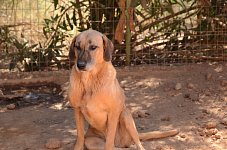 Kanellos Cage 7 (copy)