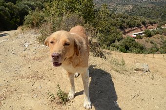 Blondy Melios oben